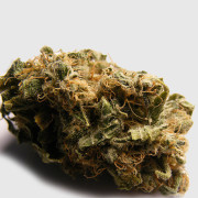 mighty-mite-indica_bud
